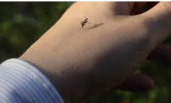 Mosquito on a hand